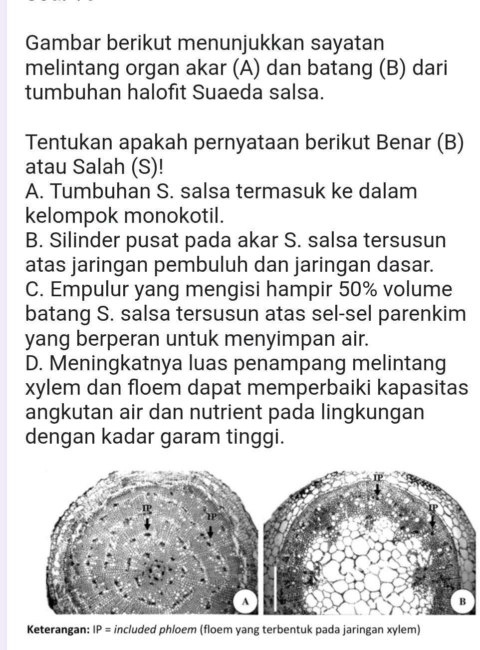 Gambar berikut menunjukkan sayatan
melintang organ akar (A) dan batang (B) dari
tumbuhan halofit Suaeda salsa.
Tentukan apakah pernyataan berikut Benar (B)
atau Salah (S)!
A. Tumbuhan S. salsa termasuk ke dalam
kelompok monokotil.
B. Silinder pusat pada akar S. salsa tersusun
atas jaringan pembuluh dan jaringan dasar.
C. Empulur yang mengisi hampir 50% volume
batang S. salsa tersusun atas sel-sel parenkim
yang berperan untuk menyimpan air.
D. Meningkatnya luas penampang melintang
xylem dan floem dapat memperbaiki kapasitas
angkutan air dan nutrient pada lingkungan
dengan kadar garam tinggi.
Keterangan: IP= included phloem (floem yang terbentuk pada jaringan xylem)