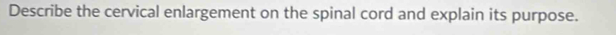 Describe the cervical enlargement on the spinal cord and explain its purpose.