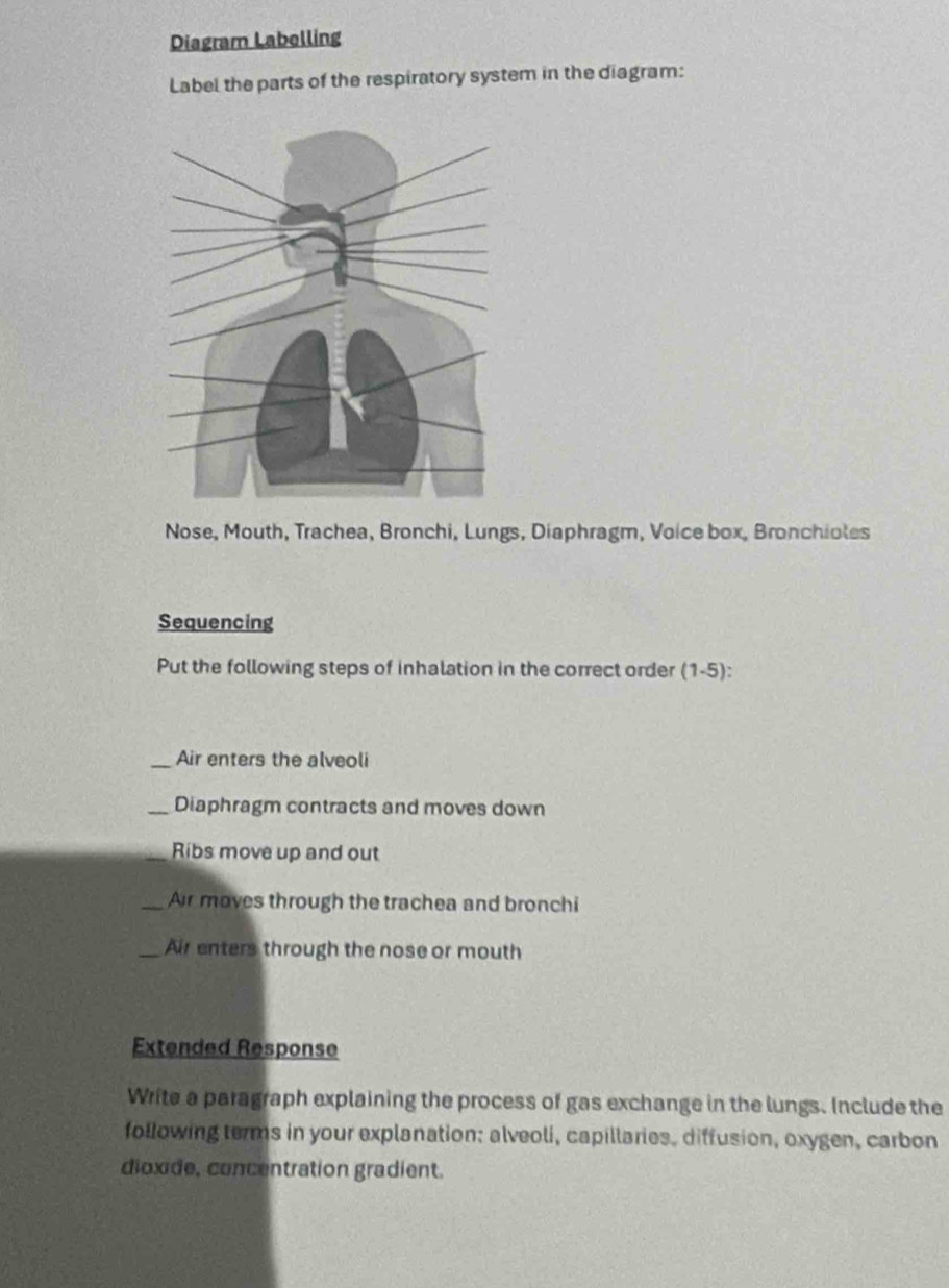 Solved: Diagram Labelling Label the parts of the respiratory system in ...
