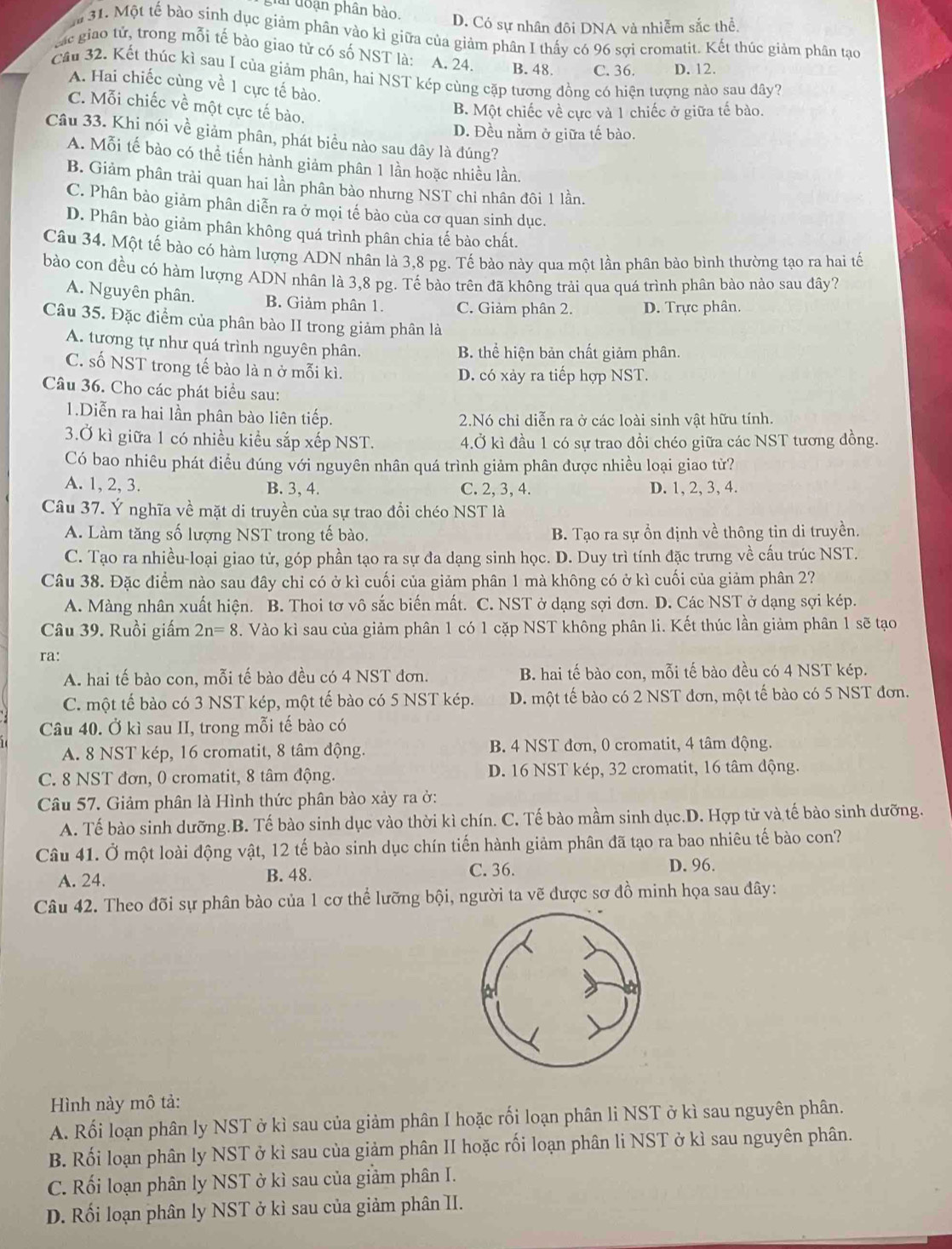 đoạn phân bào. D. Có sự nhân đôi DNA và nhiễm sắc thể
m 31. Một tế bào sinh dục giảm phân vào kì giữa của giảm phân I thấy có 96 sợi cromatit. Kết thúc giảm phân tạo
Các giao tử, trong mỗi tế bào giao tử có số NST là: A. 24. B. 48. C. 36. D. 12.
Câu 32. Kết thúc kỉ sau I của giảm phân, hai NST kép cùng cặp tương đồng có hiện tượng nào sau đây?
A. Hai chiếc cùng về 1 cực tế bào.
C. Mỗi chiếc về một cực tế bào.
B. Một chiếc về cực và 1 chiếc ở giữa tế bào.
D. Đều nằm ở giữa tế bào.
Câu 33. Khi nói về giảm phân, phát biểu nào sau đây là đúng?
A. Mỗi tế bào có thể tiến hành giảm phân 1 lần hoặc nhiều lần.
B. Giảm phân trải quan hai lần phân bảo nhưng NST chi nhân đôi 1 lần.
C. Phân bảo giảm phân diễn ra ở mọi tế bảo của cơ quan sinh dục.
D. Phân bào giảm phân không quá trình phân chia tế bào chất.
Câu 34. Một tế bào có hàm lượng ADN nhân là 3,8 pg. Tế bào này qua một lần phân bào bình thường tạo ra hai tế
bào con đều có hàm lượng ADN nhân là 3,8 pg. Tế bào trên đã không trải qua quá trình phân bào nào sau đây?
A. Nguyên phân. B. Giảm phân 1. C. Giảm phân 2. D. Trực phân.
Câu 35. Đặc điểm của phân bào II trong giảm phân là
A. tương tự như quá trình nguyên phân. B. thể hiện bản chất giảm phân.
C. số NST trong tế bào là n ở mỗi kì. D. có xảy ra tiếp hợp NST.
Câu 36. Cho các phát biểu sau:
1.Diễn ra hai lần phân bào liên tiếp. 2.Nó chỉ diễn ra ở các loài sinh vật hữu tính.
3.Ở kì giữa 1 có nhiều kiểu sắp xếp NST. 4.Ở kì đầu 1 có sự trao đồi chéo giữa các NST tương đồng.
Có bao nhiêu phát điễu đúng với nguyên nhân quá trình giảm phân được nhiều loại giao từ?
A. 1, 2, 3. B. 3, 4. C. 2, 3, 4. D. 1, 2, 3, 4.
Câu 37. Ý nghĩa về mặt di truyền của sự trao đổi chéo NST là
A. Làm tăng số lượng NST trong tế bào. B. Tạo ra sự ổn định về thông tin di truyền.
C. Tạo ra nhiều-loại giao tử, góp phần tạo ra sự đa dạng sinh học. D. Duy trì tính đặc trưng về cấu trúc NST.
Câu 38. Đặc điểm nào sau đây chỉ có ở kì cuối của giảm phân 1 mà không có ở kì cuối của giảm phân 2?
A. Màng nhân xuất hiện. B. Thoi tơ vô sắc biến mất. C. NST ở dạng sợi đơn. D. Các NST ở dạng sợi kép.
Câu 39. Ruồi giấm 2n=8. Vào kì sau của giảm phân 1 có 1 cặp NST không phân li. Kết thúc lần giảm phân 1 sẽ tạo
ra:
A. hai tế bào con, mỗi tế bào đều có 4 NST đơn. B. hai tế bào con, mỗi tế bào đều có 4 NST kép.
C. một tế bào có 3 NST kép, một tế bào có 5 NST kép. D. một tế bào có 2 NST đơn, một tế bào có 5 NST đơn.
Câu 40. Ở kì sau II, trong mỗi tế bào có
A. 8 NST kép, 16 cromatit, 8 tâm động. B. 4 NST đơn, 0 cromatit, 4 tâm động.
C. 8 NST đơn, 0 cromatit, 8 tâm động. D. 16 NST kép, 32 cromatit, 16 tâm động.
Câu 57. Giảm phân là Hình thức phân bào xảy ra ở:
A. Tế bào sinh dưỡng.B. Tế bào sinh dục vào thời kì chín. C. Tế bào mầm sinh dục.D. Hợp tử và tế bào sinh dưỡng.
Câu 41. Ở một loài động vật, 12 tế bào sinh dục chín tiến hành giảm phân đã tạo ra bao nhiêu tế bào con?
A. 24. B. 48. C. 36.
D. 96.
Câu 42. Theo đõi sự phân bào của 1 cơ thể lưỡng bội, người ta vẽ được sơ đồ minh họa sau đây:
Hình này mô tả:
A. Rối loạn phân ly NST ở kì sau của giảm phân I hoặc rối loạn phân li NST ở kì sau nguyên phân.
B. Rối loạn phân ly NST ở kì sau của giảm phân II hoặc rối loạn phân li NST ở kì sau nguyên phân.
C. Rối loạn phân ly NST ở kì sau của giầm phân I.
D. Rối loạn phân ly NST ở kì sau của giảm phân II.