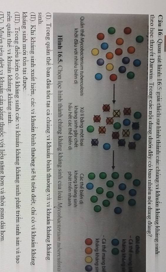 Quan sát hình 16.5 giải thích sự hình thành các chủng vi khuẩn kháng kháng sinh 
theo học thuyết Darwin. Trong các nội dung dưới đây có bao nhiêu nội dung 
Cá thể mạng bi 
kháng kháng sì 
- Cá thể mang biể 
kháng kháng sin 
Quần thể Mycobacterium tuberculosis Xử lí bằng một loại Các thể biển dị 
khởi đầu với nhiều biến di kháng sinh gây chết kháng kháng sinh 
hầu hết các thể biển di phát triển nhanh 
Hình 16.5. Chọn lọc hình thành chủng kháng kháng sinh của loài Mycobacterium tuberculosis 
(I). Trong quần thể ban đầu tồn tại cả chủng vi khuẩn bình thường và vi khuẩn kháng kháng 
sinh. 
(II). Khi kháng sinh xuất hiện, các vi khuẩn bình thường sẽ bị tiêu diệt, chỉ có vi khuẩn kháng 
kháng sinh mới tồn tại được. 
(III). Trong điều kiện có kháng sinh các vi khuẩn kháng kháng sinh phát triển sinh sản và tạo 
nên quần thể vi khuẩn kháng kháng sinh. 
(IV). Muồn tiểu diệt vi khuẩn cần uống thuốc với liều năng hơn và thời gian dài hơn