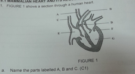 8.1 MAMMALIAN HEART AND ITS 
1. FIGURE 1 shows a section through a human heart. 
FIGURE 1 
a. Name the parts labelled A, B and C. (C1)