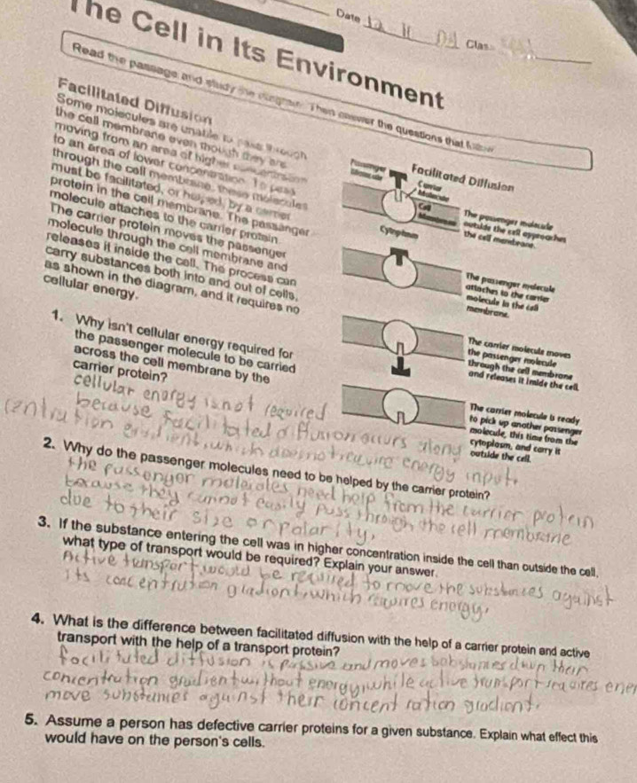 Date 
Class 
T he Cell in Its Environment 
Read the passage and study the cuggran. Then onever the questions that fu__ 
Facilitated Diffusion 
Some molecules are unable to pase th odc h 
the call membrane even though they are . * Malen sdo Cuniar 
moving from an area of higher elecentnion 
to an area of lower concentration. Te pea 
through the call membrane, these molecul 
a 
Facilitated Diffusion 
must be facilitated, or helped, by a camer 
protein in the cell membrane. The passanger Cytrphm the cell membrane. 
molecule attaches to the carrier protain 
a The powenger molecile 
The carrier protein moves the passenger 
outuds the cell approachis 
molecule through the cell membrane and 
releases it inside the call. The process can 
carry substances both into and out of cells. 
The passenger molecule 
cellular energy. 
as shown in the diagram, and it requires no 
otlaches to the carrier 
molecule in the cal 
nembrane. 
1. Why isn't cellular energy required for 
The carrier molecule moves 
the passenger molecule to be carried . 
across the cell membrane by the 
the passenger molecule through the aell membrone 
carrier protein? ce 
and releases it imide the cell. 
The carrier molecule is ready 
to pick up another passenger 
molecule, this time from the 
cytoplosm, and carry it 
outside the cell. 
2. Why do the passenger molecules need to be helped by the carrier protein? 
3. If the substance entering the cell was in higher concentration inside the cell than outside the cell 
what type of transport would be required? Explain your answer. 
4. What is the difference between facilitated diffusion with the help of a carrier protein and active 
transport with the help of a transport protein? 
5. Assume a person has defective carrier proteins for a given substance. Explain what effect this 
would have on the person's cells.