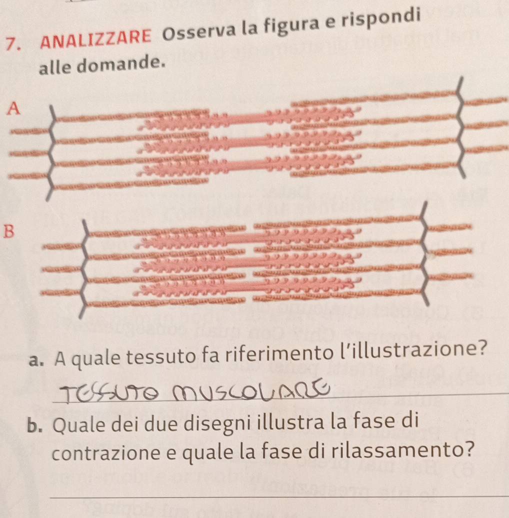 ANALIZZARE Osserva la figura e rispondi 
alle domande. 
A
60°
55°
55°
B 
5^0(y-3)°
y-2
a. A quale tessuto fa riferimento l’illustrazione? 
_ 
b. Quale dei due disegni illustra la fase di 
contrazione e quale la fase di rilassamento? 
_