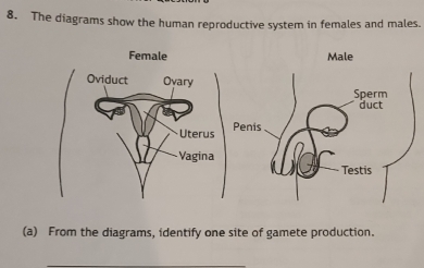 The diagrams show the human reproductive system in females and males. 
Female 
Oviduct Ovary 
Uterus 
Vagina 
(a) From the diagrams, identify one site of gamete production.