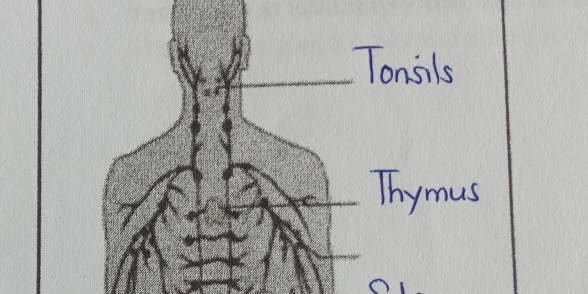 Tonsils 
Thymus