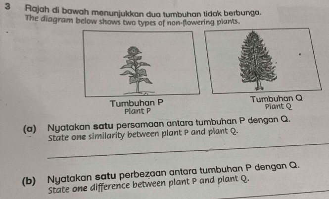 Rajah di bawah menunjukkan dua tumbuhan tidak berbunga. 
The diagram below shows two types of non-flowering plants. 
Tumbuhan PTumbuhan Q
Plant P Plant Q
(a) Nyatakan satu persamaan antara tumbuhan P dengan Q. 
_ 
State one similarity between plant P and plant Q. 
(b) Nyatakan satu perbezaan antara tumbuhan P dengan Q. 
State one difference between plant P and plant Q._