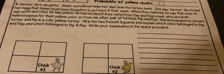 Probability of yellow chicks_ 
5. Farmer Jim's daughter, Jessie, sometimes helps her dad clean the turkey nests. One day, Farmer Jim found 
two eggs that Jessie must have forgotten to put back in their nests. When they hatched, he saw that chick # 1
was white and chick # 2 was yellow. He had no idea if they came from Flip and Flap's nest, who are both 
heterozygous for their yellow color or from his other pair of turkeys, Pip and Pop. Pop is a handsome, brown 
turkey and Pip is a cute, yellow turkey. Fill in the two Punnett Squares and explain which chick belonged to Flip 
and Flap and which belonged to Pip & Pop. Write your explanation in the space provided. 
_ 
_ 
_ 
_ 
_ 
_ 
_ 
_