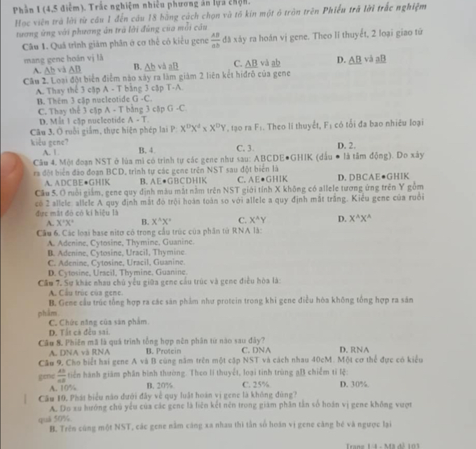 Phần I (4,5 điễm). Trắc nghiệm nhiều phương án lựa chộn.
Học viên trà lời từ câu 1 đến câu 18 bằng cách chọn và tố kín một ở tròn trên Phiều trả lời trắc nghiệm
tương ứng với phương án trã lời đúng của mỗi câu
Câu 1. Quá trình giám phân ở cơ thể cô kiểu gene  AB/ab  đã xảy ra hoán vị gene. Theo li thuyết, 2 loại giao tứ
mang gene hoán vị là D. _ AB và _ aB
A. _ Abva_ AB B. _ △ b và aB C. _ AB và ab
Câu 2. Loại đột biển điểm nào xây ra làm giảm 2 liên kết hiđrô của gene
A. Thay thể 3 cặp A - T bằng 3 cập T-A.
B. Thêm 3 cập nucleotide G -C.
C. Thay thể 3 cập A - T bằng 3 cập G-C
D. Mắt 1 cặp nucleotide A-T.
Câu 3. Ở ruồi giám, thực hiện phép lai P: X^DX^d* X^DY , fạo ra F_1. Theo li thuyết, F_1 có tối đa bao nhiêu loại
kiểu gene? C. 3. D. 2.
A. | B. 4.
Câu 4. Một đoạn NST ở lủa mi có trình tự các gene như sau: ABCDE•GHIK (dấu là tâm động). Do xảy
ra đột biển đảo đoạn BCD, trình tự các gene trên NST sau đột biển là
A. ADC BE ●GH IK B. AE●GBCDH IK C. AE●GHIK D. DBCAE●GHIK
Câu 5. Ở ruồi giấm, gene quy định máu mắt nằm trên NST giới tính X không có allele tương ứng trên Y gồm
có 2 allele, allele A quy định mắt đỏ trội hoàn toàn so với allele a quy định mắt trắng. Kiều gene của ruồi
đực mắt đỏ có kí hiệu là
A. X'X' B. X^(wedge)X^3 C. X^(wedge)Y D. X^(wedge)X^(wedge)
Câu 6. Các loại base nitơ có trong cầu trúc của phân tử RNA là:
A. Adenine, Cytosine, Thymine, Guanine.
B. Adenine, Cytosine, Uracil, Thymine.
C. Adenine, Cytosine, Uracil, Guanine.
D. Cytosine, Uracil, Thymine, Guanine.
Cầu 7. Sự khác nhau chủ yểu giữa gene cầu trúc và gene điều hòa là:
A. Cầu trúc của gene.
B. Gene cầu trúc tổng hợp ra các sản phẩm như protein trong khi gene điều hòa không tổng hợp ra sản
phẩm.
C. Chức năng của sản phẩm.
D. Tất cả đều sai.
Câu 8. Phiên mã là quá trình tổng hợp nên phân tứ nào sau đảy?
A. DNA và RNA B. Protein C. DNA D. RNA
Câu 9, Cho biết hai gene A và B cùng năm trên một cặp NST và cách nhau 40cM. Một cơ thể đực có kiểu
gene  AB/AB  tiến hành giám phân bình thường. Theo lí thuyết, loại tinh trùng ạB chiếm tỉ lệ:
A. 10% B. 20% C. 25% D. 30%.
Câu 10. Phát biểu nào dưới đây về quy luật hoán vị gene là không đùng?
A. Do xu hướng chủ yếu của các gene là liên kết nên trong giám phân tần số hoán vị gene không vượt
quä 50%.
B. Trên cùng một NST, các gene nằm cáng xa nhau thì tần số hoán vị gene căng bé và ngược lại
Trang 14  - Mã đế 103