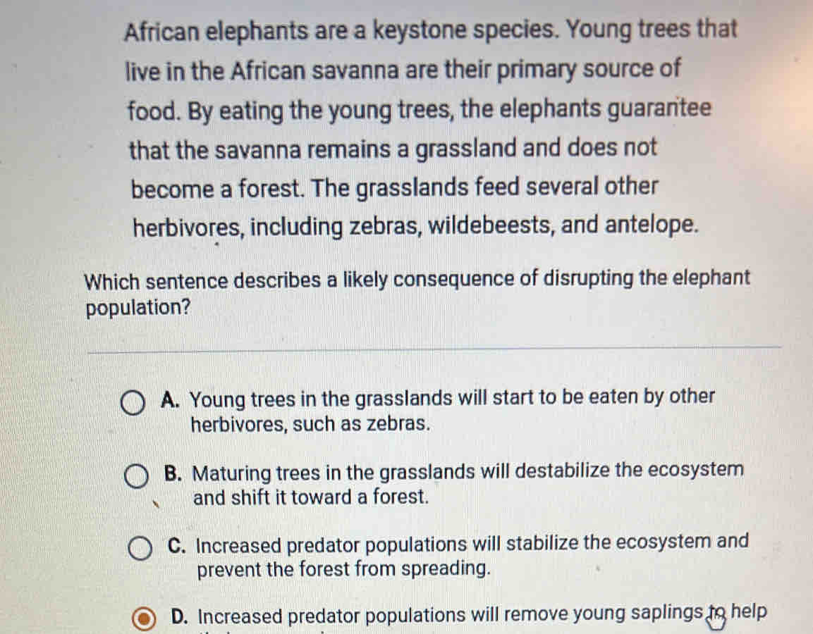 African elephants are a keystone species. Young trees that
live in the African savanna are their primary source of
food. By eating the young trees, the elephants guarantee
that the savanna remains a grassland and does not
become a forest. The grasslands feed several other
herbivores, including zebras, wildebeests, and antelope.
Which sentence describes a likely consequence of disrupting the elephant
population?
A. Young trees in the grasslands will start to be eaten by other
herbivores, such as zebras.
B. Maturing trees in the grasslands will destabilize the ecosystem
and shift it toward a forest.
C. Increased predator populations will stabilize the ecosystem and
prevent the forest from spreading.
D. Increased predator populations will remove young saplings to help