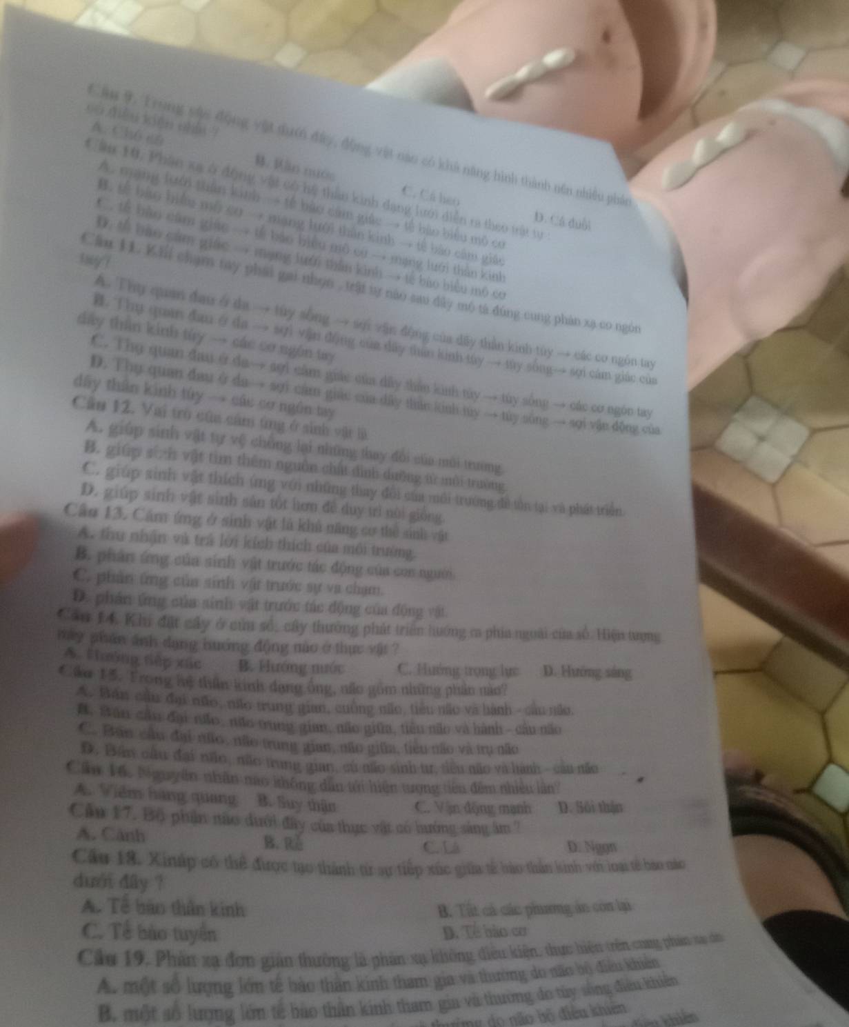 cù diòu xiān chi ?
Cầu 9. Trung vậc động vật dướ đây, động vật năo có khá năng hình thành nền nhiều phản
A. Ch6 cn B. ān nuóo
Cầu 10, Phân xã ở động vật có hệ thần kinh đạng lưới diễn ra theo trật tự
A. mạng lưới thân kinh → tế bào cầm giác → tế bào biểu mô cơ
C. Cá hao D. Cá duôi
B. tế bào biểu mô co → mạng lưới thân kinh → tế bào câm giáo
C. tế bào câm giác → tế báo biểu mô cờ → mạng lưới thằn kinh
suy ?
D. t bào cầm giác → mạng lưới thần kinh → tế bào biểu mô cơ
Căn H1. Kii chạm tay phái gai nhọn , trật tự nào sau dây mộ tả đúng cung phản xạ co ngôn
A. Thụ quan đao ở da → túy sống → sợi vận động của dãy thần kinh tùy → các cơ ngôn tay
dấy thần kinh tùy → các cơ ngôn try
B. Thụ qua đau θ da → sợi vận động của dây tun kinh tuy → túy sông→ sợi cám giác của
C. Thụ quan đau ở đa → sợi câm giác của dây thầu kinh túy → túy sông → các cơ ngôn tay
dây thân kinh túy → các cơ ngôn tay
D. Thụ quan đau ở da → sợi cám giác của dây thán kinh tuy → túy sông → sợi vận động của
Cầu 12. Vai trò của câm ứng ở sinh vật là
A. giúp sinh vật tự vệ chồng lại những thay đổi của môi trường
B. giúp sính vật tìm thêm nguồn chất đình dưỡng từ môi trường
C. giúp sinh vật thích ứng với những thay đổi của môi trường đề tôn tại và phát triển
D. giúp sinh vật sinh sản tốt hơn đề duy trì nài giống.
Câu 13. Cảm ứng ở sinh vật là khủ năng cơ thể sinh vật
A. thu nhận và trá lới kích thích của môi trường.
B. phân ứng của sinh vật trước tác động của con người
C. phản ứng của sinh vật trước sự va chạm.
D. phán ứng của sinh vật trước tác động của động vật
Căn 14 Khi đặt cây ở của số, cây thưởng phát triển hướng ca phía ngoài của số. Hiện trợng
mày phán ảnh dạng huớng động nào ở thực vật ?
A. Hhướng tiếp xác B. Hướng nước C. Huớng trọng lực D. Hướng sáng
Cám 15. Frong hệ thần kinh dạng ông, não gồm những phản nào?
A. Bán cầu đại não, não trung gian, cuông não, tiểu não và hành - cầu não,
B, Săn cầu đại não, não oung gian, não giữa, tiêu não và hành - câu não
C. Ban câu đại no, não trung gian, não giữa, tiêu não và trụ não
D. Bân cầu đại não, não trung gian, có no sinh tr, tiểu não và hành - cầu não
Cầu 16, Nguyễn nhân nao không dân tới hiện tưrợng tiêu đêm nhiều lần?
A. Viêm hàng quang B. Suy thận
C. Vận động mạnh D. Sối thận
Cầu 17. Bộ phần nào dưới đây của thực vật có hưởng sáng âm '
A. Cảnh B. Rě
C. Là D. Ngan
Cầu 18. Xináp có thể được tạo thành từr sự tiếp xúc giữa tế bào thần kinh với loại tế báo nào
duới dây ?
A. Tề bào thần kinh B. Tất cả các phương án còn lại
C. Tế bào tuyển D. Tề bào cơ
Cầu 19. Phần xạ đơn gián thưởng là phần xạ không điều kiện, thực hiện trên cong phản sa do
A. một số lượng lớn tế bào thần kinh tham gia và thường do não bộ điều khiên
B. một số lượng lớn tế bào thần kinh tham gia và thường đo tùy sống điều khiến
timg do não bộ điều khiên
Kên khhiến