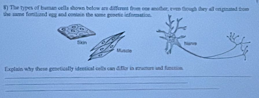 The types of human cells shown below are different from one another, even though they all originated from 
the same fertilized egg and contain the same genetic informati 
: o 
a 
a 
Skin 
o 
Muscle 
Explain why these genetically identical cells can differ in structure and function. 
_ 
_ 
_