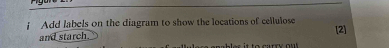 Add labels on the diagram to show the locations of cellulose 
[2] 
and starch. 
c rr y o u