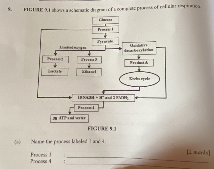 FIGURE 9.1 shows a schematic diagram of a complete process of cellular respiration
(a) Name the process labeled 1 and 4.
_
Process 1 :
[2 marks]
_
Process 4 :