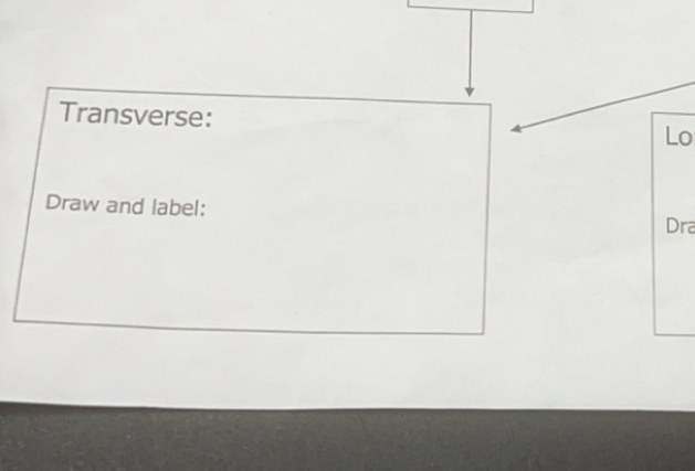 Transverse: 
Lo 
Draw and label: 
Dra