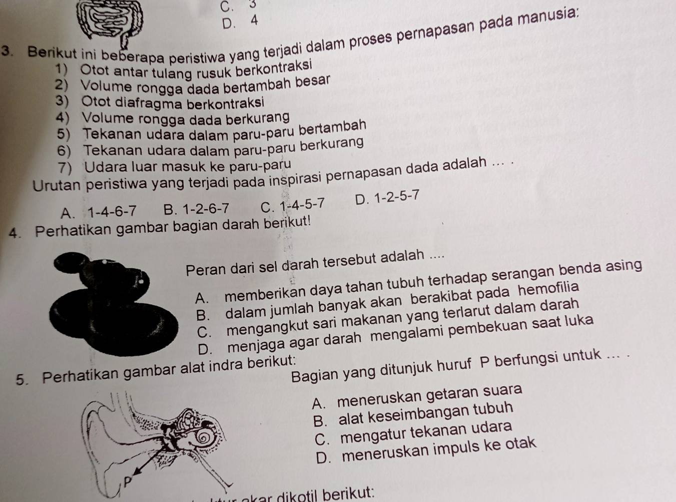 C. 3
D. 4
3. Berikut ini beberapa peristiwa yang terjadi dalam proses pernapasan pada manusia;
1) Otot antar tulang rusuk berkontraksi
2) Volume rongga dada bertambah besar
3) Otot diafragma berkontraksi
4) Volume rongga dada berkurang
5) Tekanan udara dalam paru-paru bertambah
6) Tekanan udara dalam paru-paru berkuran
7) Udara luar masuk ke paru-paru
Urutan peristiwa yang terjadi pada inspirasi pernapasan dada adalah ... .
A. 1 -4 -6 -7 B. 1 -2 -6 -7 C. 1 -4 -5 -7 D. 1 -2 -5 -7
4. Perhatikan gambar bagian darah berikut!
Peran dari sel darah tersebut adalah ....
A. memberikan daya tahan tubuh terhadap serangan benda asing
B. dalam jumlah banyak akan berakibat pada hemofilia
C. mengangkut sari makanan yang terlarut dalam darah
D. menjaga agar darah mengalami pembekuan saat luka
Bagian yang ditunjuk huruf P berfungsi untuk ... .
5. Perhatikan gambar alat indra berikut:
A. meneruskan getaran suara
B. alat keseimbangan tubuh
C. mengatur tekanan udara
D. meneruskan impuls ke otak
akar dikotil berikut: