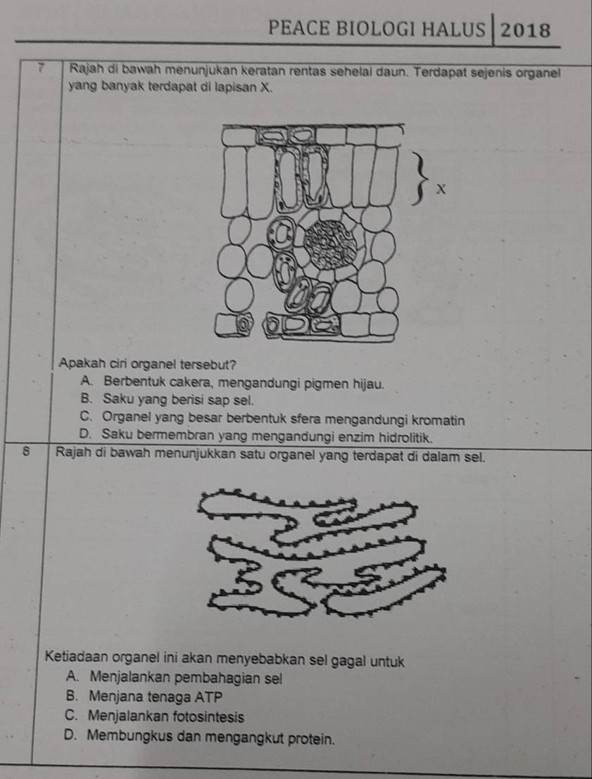 PEACE BIOLOGI HALUS 2018
7 Rajah di bawah menunjukan keratan rentas sehelaí daun. Terdapat sejenis organel
yang banyak terdapat di lapisan X.
Apakah ciri organel tersebut?
A. Berbentuk cakera, mengandungi pigmen hijau.
B. Saku yang berisi sap sel.
C. Organel yang besar berbentuk sfera mengandungi kromatin
D. Saku bermembran yang mengandungi enzim hidrolitik.
8 Rajah di bawah menunjukkan satu organel yang terdapat di dalam sel.
Ketiadaan organel ini akan menyebabkan sel gagal untuk
A. Menjalankan pembahagian sel
B. Menjana tenaga ATP
C. Menjalankan fotosintesis
D. Membungkus dan mengangkut protein.