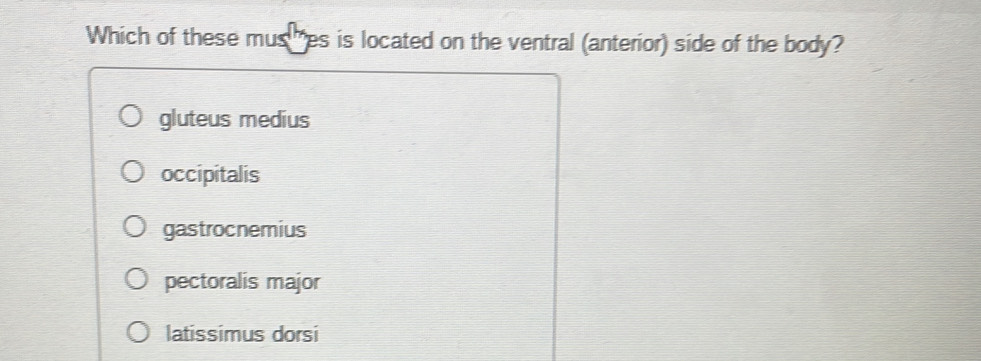 Which of these mus 'es is located on the ventral (anterior) side of the body?
gluteus medius
occipitalis
gastrocnemius
pectoralis major
latissimus dorsi