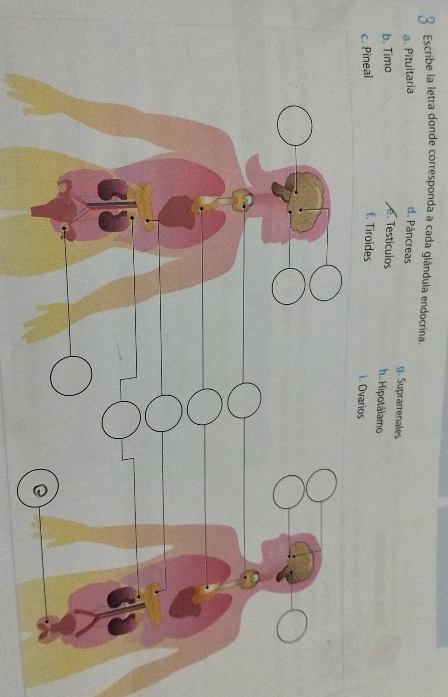 Escribe la letra donde corresponda a cada glándula endocrina.
a. Pituitaria d. Páncreas g. Suprarrenales
b. Timo e. Testículos
h. Hipotálamo
c. Pineal
f. Tiroides i. Ovarios