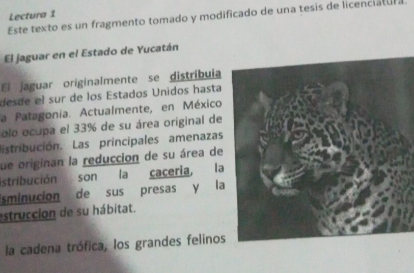 Lectura 1
Este texto es un fragmento tomado y modificado de una tesis de licenciatura.
El jaguar en el Estado de Yucatán
El jaguar originalmente se distribuia
desde el sur de los Estados Unidos hasta
la Patagonia. Actualmente, en México
olo ocupa el 33% de su área original de
distribución. Las principales amenazas
fue originan la reduccion de su área de
stribución son la caceria, la
Isminucion de sus presas y la
estruccion de su hábitat.
la cadena trófica, los grandes felinos