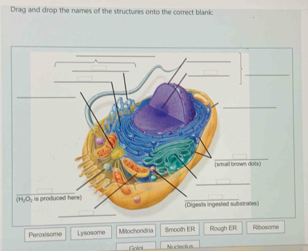 Drag and drop the names of the structures onto the correct blank:
Peroxisome Lysosome Mitochondria Smooth ER Rough ER Ribosome
Golai Nucleolus
_