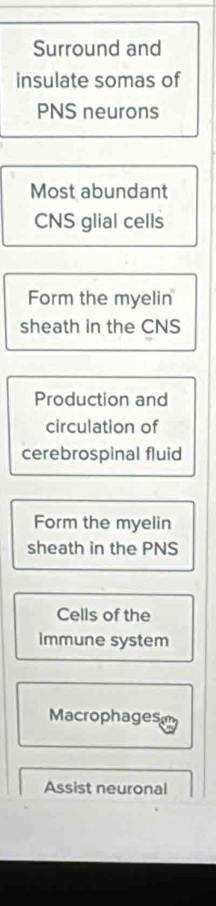 Surround and 
insulate somas of 
PNS neurons 
Most abundant 
CNS glial cells 
Form the myelin 
sheath in the CNS 
Production and 
circulation of 
cerebrospinal fluid 
Form the myelin 
sheath in the PNS 
Cells of the 
immune system 
Macrophages 
Assist neuronal