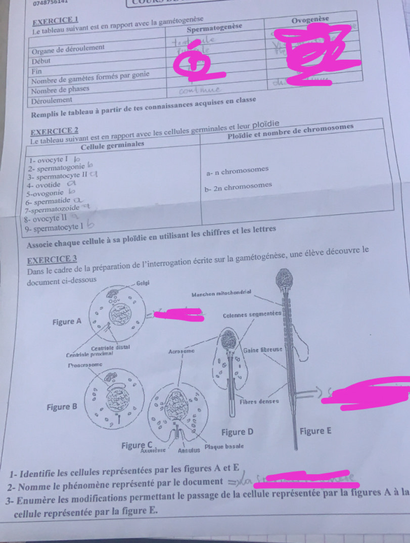 074875614
Remplis le tablea
EXERCICE 2
Ploïdie et nombre de chromosomes
Le tableau suivant est en rapport avec les cellules germinales et leur ploïdie
Cellule germinales
1- ovocyte I
2- spermatogonie
3- spermatocyte
a- n chromosomes
4- ovotide
b- 2n chromosomes
5-ovogonie
7-spermatozoide 6- spermatide
8- ovocyte II
9- spermatocyte 1
Associe chaque cellule à sa ploïdie en utilisant les chiffres et les lettres
EXERCICE 3
interrogation écrite sur la gamétogénèse, une élève découvre le
1- Identifie les cellules représentées par les figures A et E
2- Nomme le phénomène représenté par le document 
3- Enumère les modifications permettant le passage de la cellule représentée par la figures A à la
cellule représentée par la figure E.