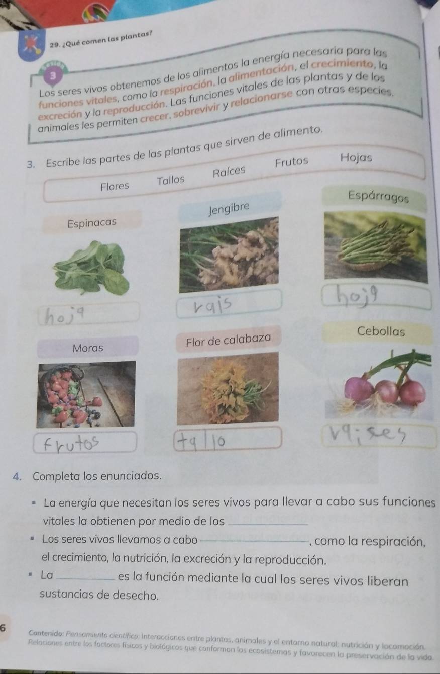 ¿Qué comen las plantas? 
Los seres vivos obtenemos de los alimentos la energía necesaría para las 
funciones vitales, como la respiración, la alimentación, el crecimiento, la 
excreción y la reproducción. Las funciones vitales de las plantas y de los 
animales les permiten crecer, sobrevivir y relacionarse con otras especies 
3. Escribe las partes de las plantas que sirven de alimento. 
Frutos Hojas 
Flores Tallos Raíces 
Espárragos 
Espinacas 
Cebollas 
Moras 
Flor de calabaza 
4. Completa los enunciados. 
La energía que necesitan los seres vivos para llevar a cabo sus funciones 
vitales la obtienen por medio de los_ 
Los seres vivos llevamos a cabo _, como la respiración, 
el crecimiento, la nutrición, la excreción y la reproducción. 
La_ es la función mediante la cual los seres vivos liberan 
sustancias de desecho. 
6 Contenido: Pensamiento científico: Interacciones entre plantas, animales y el entorno natural: nutrición y locomoción. 
Relaciones entre los factores físicos y biológicos que conforman los ecosistemas y favorecen la preservación de la vida