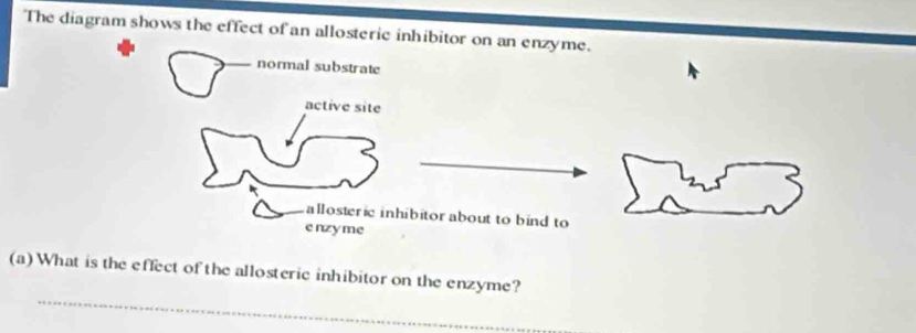 The diagram shows the effect of an allosteric inhibitor on an enzyme.
normal substrate
active site
allosteric inhibitor about to bind to
enzyme
_
(a) What is the effect of the allosteric inhibitor on the enzyme?