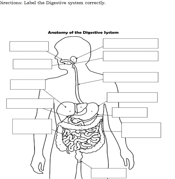 Directions: Label the Digestive system correctly.