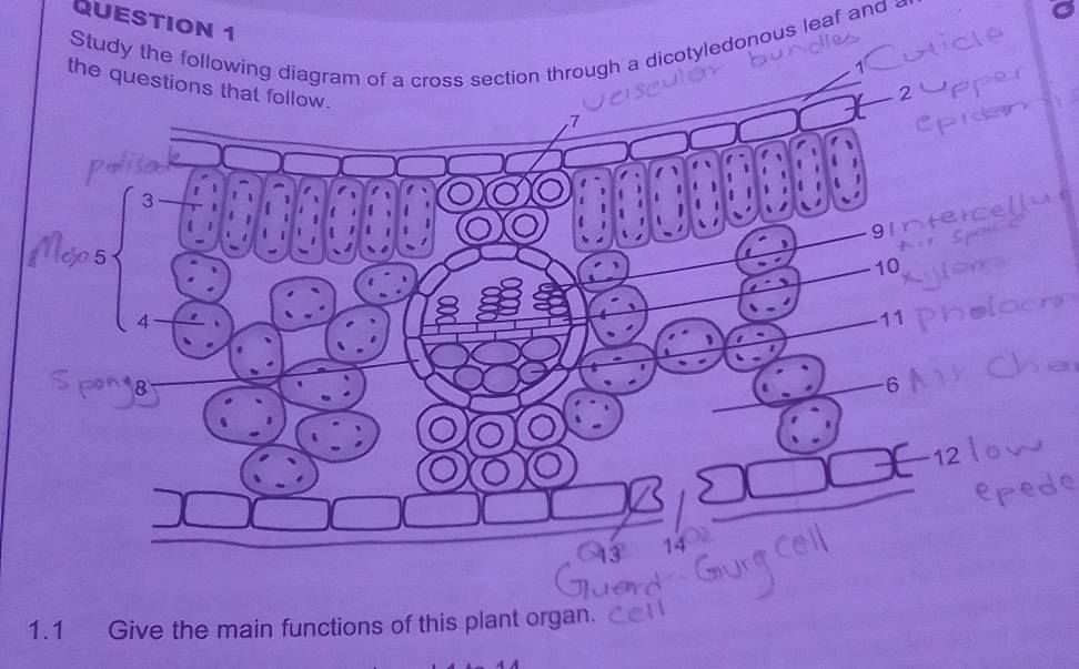 Study the following diagram of a cross section through a dicotyledonous leaf and 
the questions that follow.
7
3
9
a
10
4
11
8
6
12
13 14
1.1 Give the main functions of this plant organ.