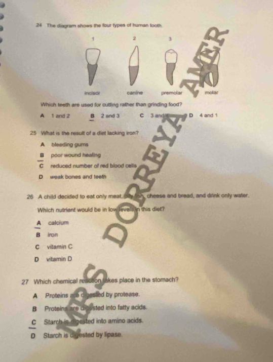 The diagram shows the four types of human tooth
1 2 3
incisor canine premolar molar
Which teeth are used for cutting rather than grinding food?
A 1 and 2 B 2 and 3 C 3 and D 4 and 1
25 What is the result of a diet lacking iron?
A bleeding gums
B poor wound healing
C reduced number of red blood celis
D weak bones and teeth
26 A child decided to eat only meat, oiy fish, cheese and bread, and drink only water.
Which nutrient would be in low levels in this diet?
A calcium
B iron
C vitamin C
D vitamin D
27 Which chemical reaction takes place in the stomach?
A Proteins are digested by protease.
B Proteins are digested into fatty acids.
C Starch is migested into amino acids.
D Starch is digested by lipase.