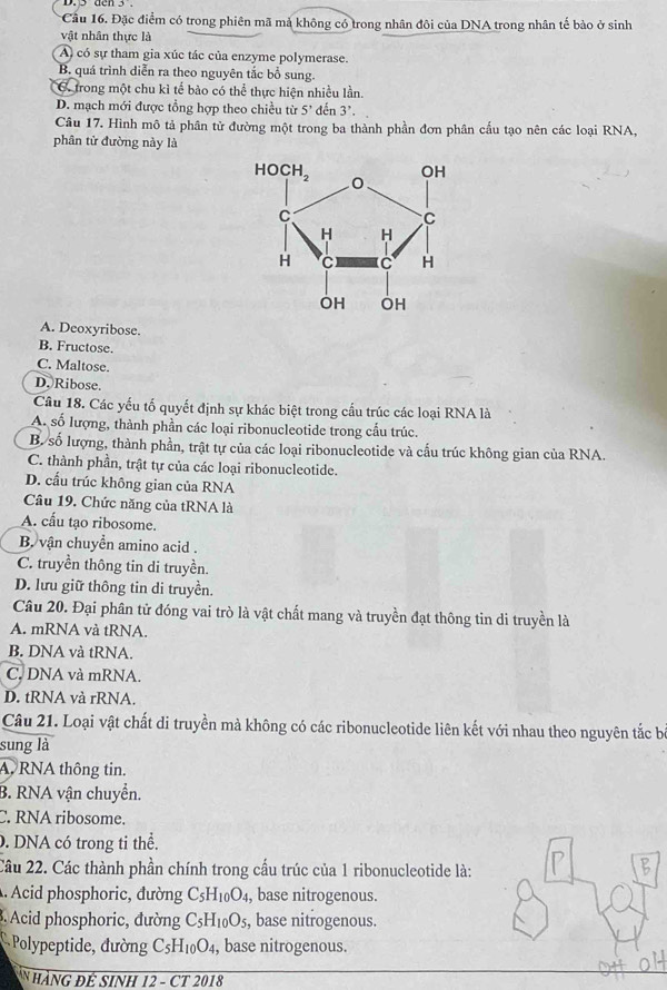 Cầu 16. Đặc điểm có trong phiên mã mả không có trong nhân đôi của DNA trong nhân tế bào ở sinh
vật nhân thực là
A) có sự tham gia xúc tác của enzyme polymerase.
B. quá trình diễn ra theo nguyên tắc bổ sung.
C trong một chu kỉ tế bảo có thể thực hiện nhiều lần.
D. mạch mới được tổng hợp theo chiều từ 5' dến 3'.
Câu 17. Hình mô tả phân tử đường một trong ba thành phần đơn phân cấu tạo nên các loại RNA,
phân tử đường này là
A. Deoxyribose.
B. Fructose.
C. Maltose.
D. Ribose.
Câu 18. Các yếu tố quyết định sự khác biệt trong cầu trúc các loại RNA là
A. số lượng, thành phần các loại ribonucleotide trong cấu trúc.
B. số lượng, thành phần, trật tự của các loại ribonucleotide và cấu trúc không gian của RNA.
C. thành phần, trật tự của các loại ribonucleotide.
D. cấu trúc không gian của RNA
Câu 19. Chức năng của tRNA là
A. cấu tạo ribosome.
B. vận chuyển amino acid .
C. truyền thông tin di truyền.
D. lưu giữ thông tin di truyền.
Câu 20. Đại phân tử đóng vai trò là vật chất mang và truyền đạt thông tin di truyền là
A. mRNA và tRNA.
B. DNA và tRNA.
C. DNA và mRNA.
D. tRNA và rRNA.
Câu 21. Loại vật chất di truyền mà không có các ribonucleotide liên kết với nhau theo nguyên tắc bà
sung là
A, RNA thông tin.
B. RNA vận chuyển.
C. RNA ribosome.. DNA có trong ti thể.
Câu 22. Các thành phần chính trong cấu trúc của 1 ribonucleotide là:
. Acid phosphoric, đường C_5H_10O_4 , base nitrogenous.
3. Acid phosphoric, đường C_5H_10O_5 , base nitrogenous.
* Polypeptide, đường C_5H_10O_4 , base nitrogenous.
N hàNG đÉ SiNH 12 - CT 2018