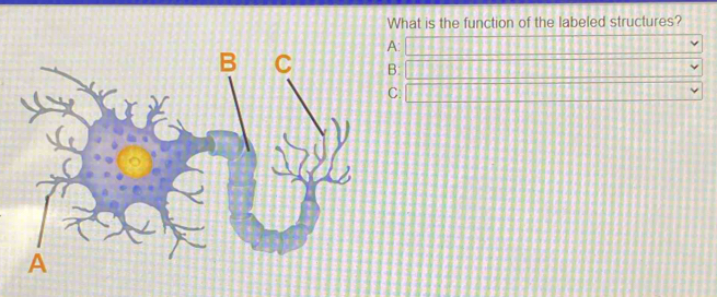 Solved: What is the function of the labeled structures? A ...