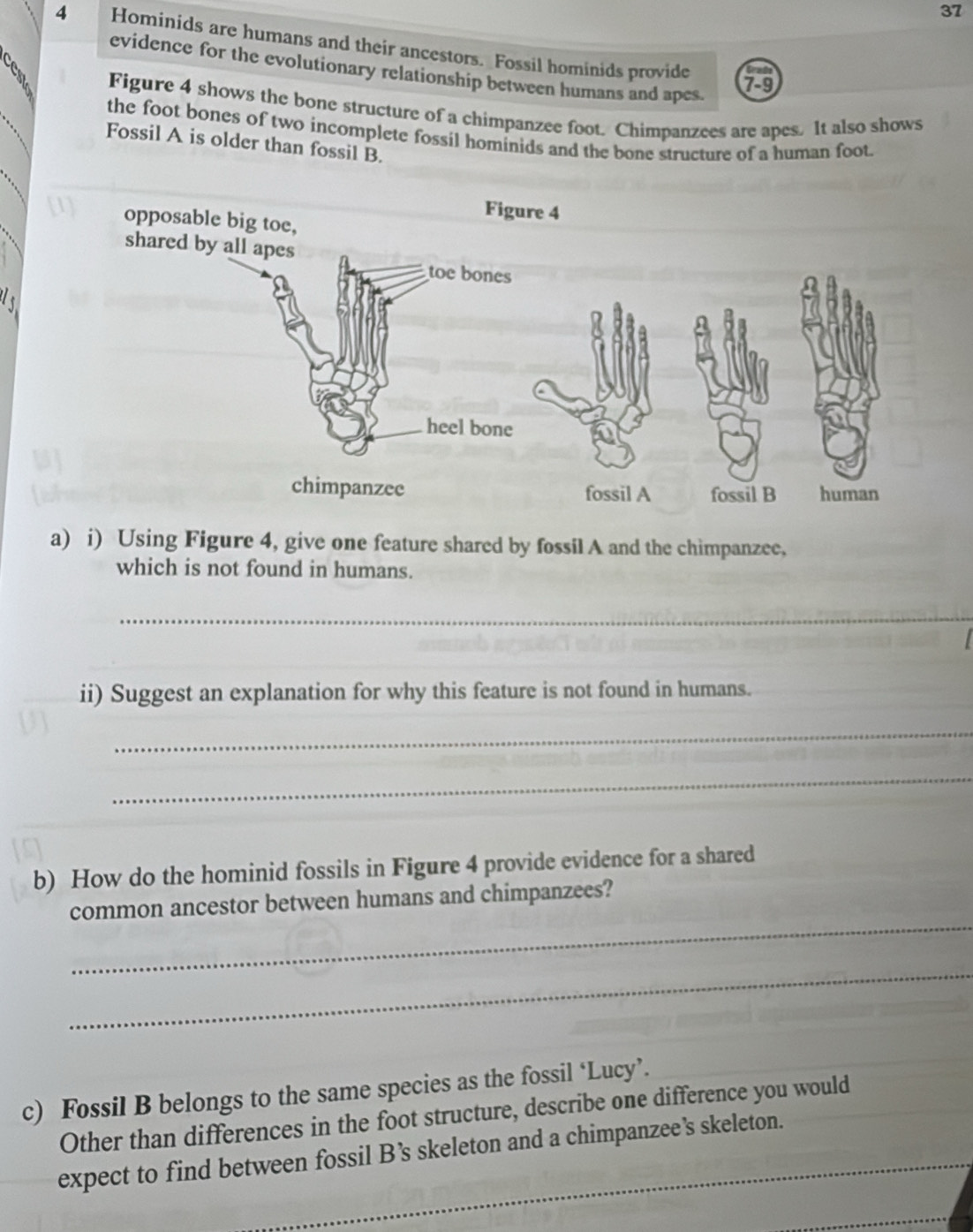 37 
4 Hominids are humans and their ancestors. Fossil hominids provide 
evidence for the evolutionary relationship between humans and apes. 
7-9 
Figure 4 shows the bone structure of a chimpanzee foot. Chimpanzces are apes. It also shows 
the foot bones of two incomplete fossil hominids and the bone structure of a human foot. 
Fossil A is older than fossil B. 
[1] 
a) i) Using Figure 4, give one feature shared by fossil A and the chimpanzee, 
which is not found in humans. 
_ 
ii) Suggest an explanation for why this feature is not found in humans. 
_ 
_ 
b) How do the hominid fossils in Figure 4 provide evidence for a shared 
_ 
common ancestor between humans and chimpanzees? 
_ 
c) Fossil B belongs to the same species as the fossil ‘Lucy’. 
_ 
Other than differences in the foot structure, describe one difference you would 
expect to find between fossil B’s skeleton and a chimpanzee’s skeleton.