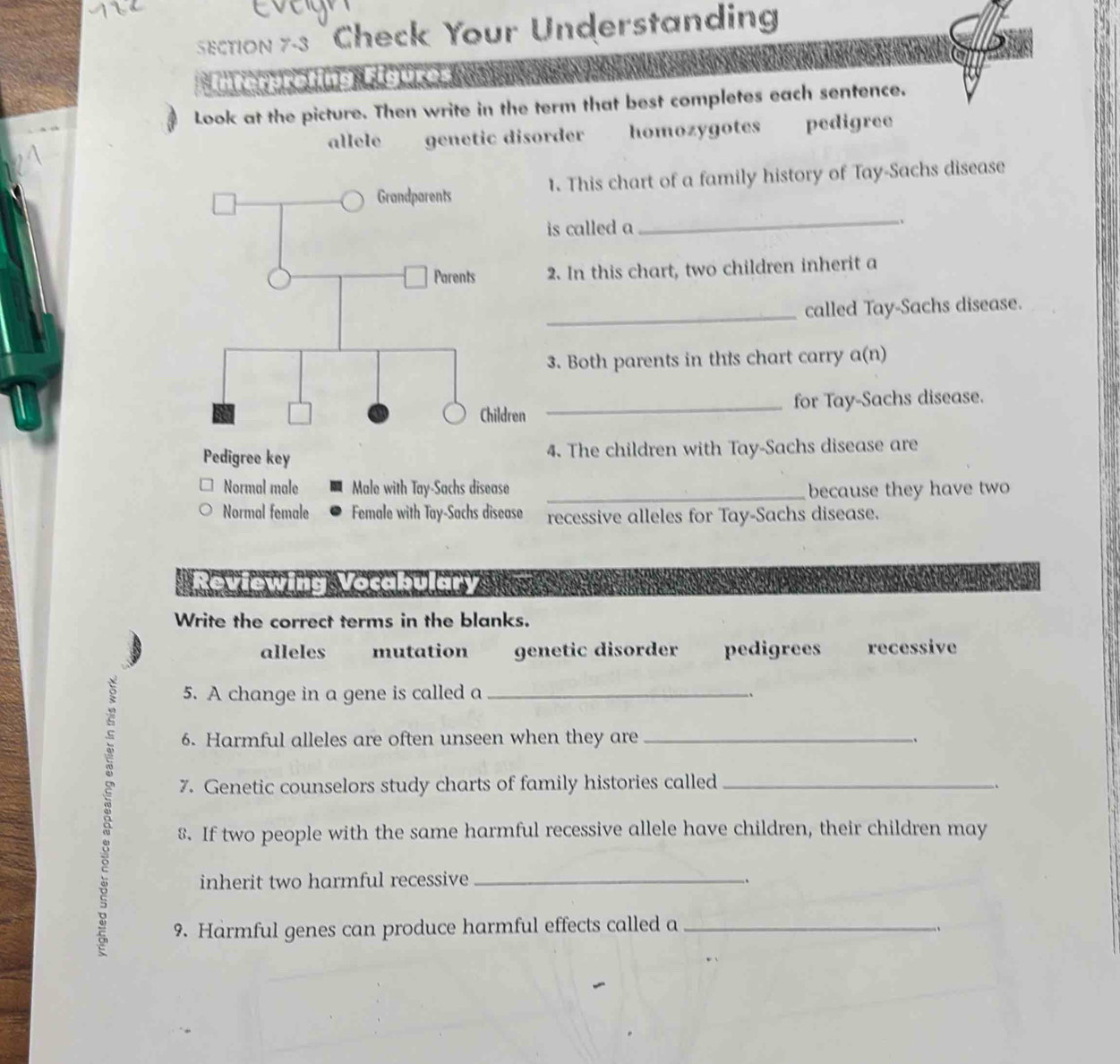 "Check Your Understanding
Ro mn Me 
Look at the picture. Then write in the term that best completes each sentence.
allele genetic disorder homozygotes pedigree
1. This chart of a family history of Tay-Sachs disease
is called a
_
2. In this chart, two children inherit a
_called Tay-Sachs disease.
3. Both parents in this chart carry a(n)
_for Tay-Sachs disease.
Pedigree key 4. The children with Tay-Sachs disease are
Normal male Male with Tay-Sachs disease _because they have two
Normal female Female with Tay-Sachs disease recessive alleles for Tay-Sachs disease.
Reviewing Vocahulary
Write the correct terms in the blanks.
alleles mutation genetic disorder pedigrees recessive
5. A change in a gene is called a _.
6. Harmful alleles are often unseen when they are _、
7. Genetic counselors study charts of family histories called_
8. If two people with the same harmful recessive allele have children, their children may
inherit two harmful recessive_
_
9. Harmful genes can produce harmful effects called a_
