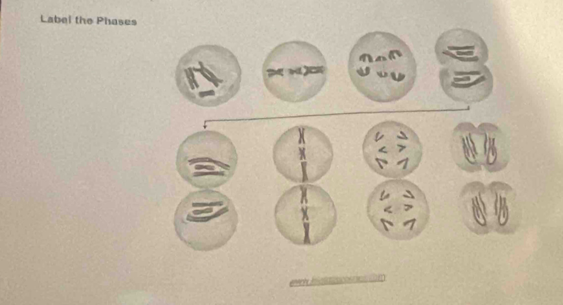 Label the Phases 
_