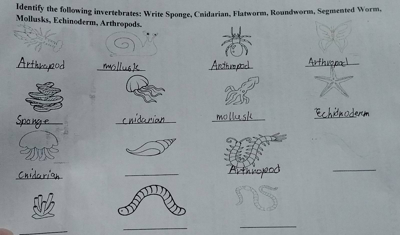 Identify the following invertebrates: Write Sponge, Cnidarian, Flatworm, Roundworm, Segmented Worm, 
Mollusks, Echinoderm, Arthropods. 
_ 
_ 
_ 
_ 
_ 
_ 
_ 
_ 
_ 
_ 
_ 
_ 
_ 
_