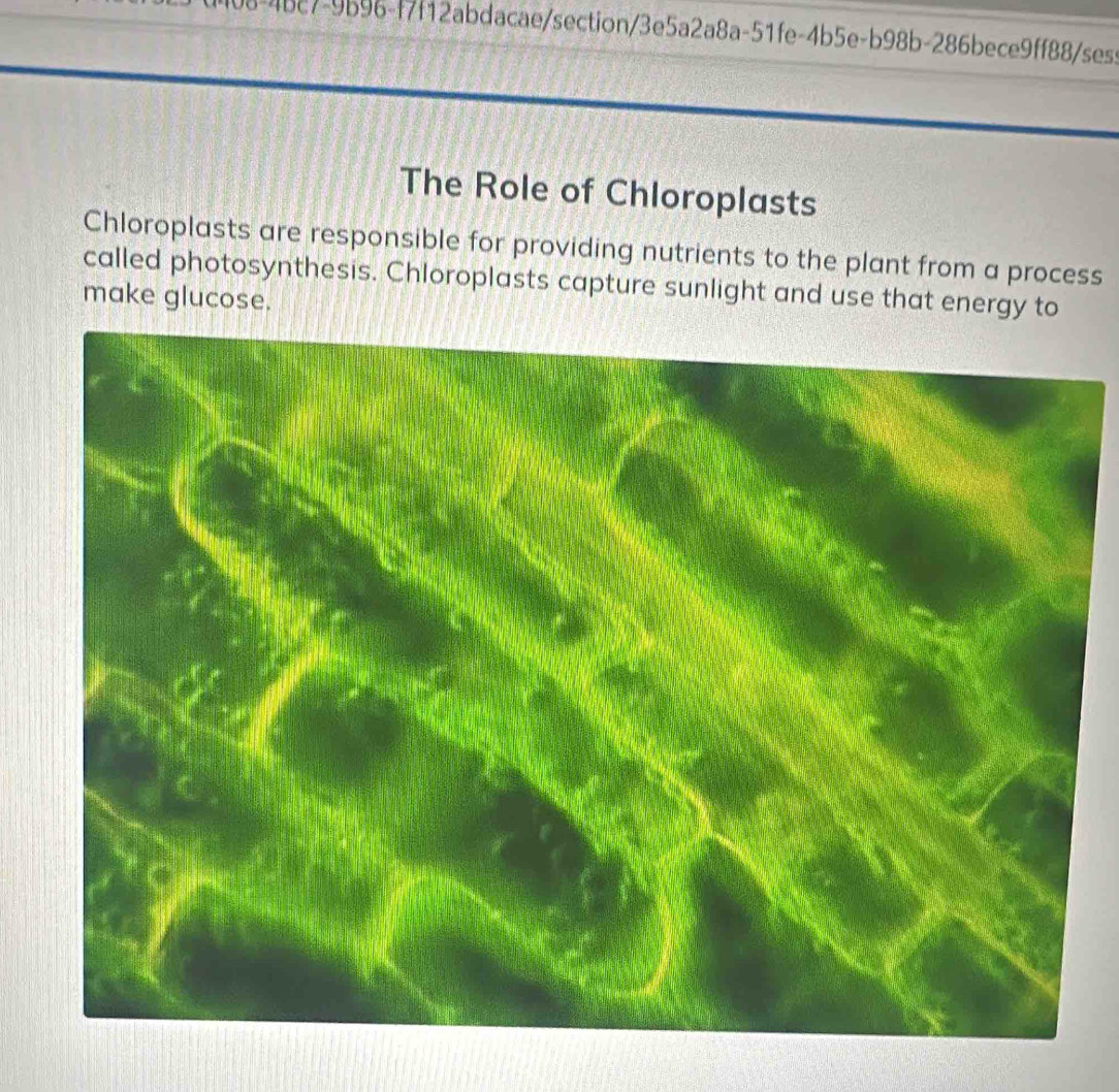 408-4bc7-9b96-f7f12abdacae/section/3e5a2a8a-51fe-4b5e-b98b-286bece9ff88/ses: 
The Role of Chloroplasts 
Chloroplasts are responsible for providing nutrients to the plant from a process 
called photosynthesis. Chloroplasts capture sunlight and use that energy to 
make glucose.