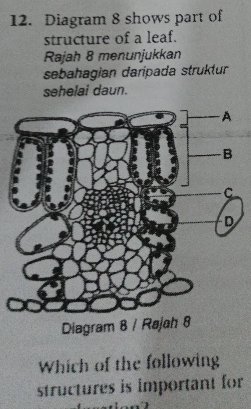 Diagram 8 shows part of 
structure of a leaf. 
Rajah 8 menunjukkan 
sebahagian daripada struktur 
sehelai daun. 
Diagram 8 / Rajah 8 
Which of the following 
structures is important for