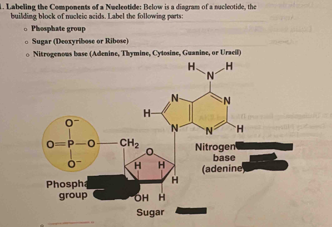 Labeling the Components of a Nucleotide: Below is a diagram of a nucleotide, the
building block of nucleic acids. Label the following parts:
Phosphate group
Sugar (Deoxyribose or Ribose)
Nitrogenous base (Adenine, Thymine, Cytosine, Guanine, or Uracil)
_