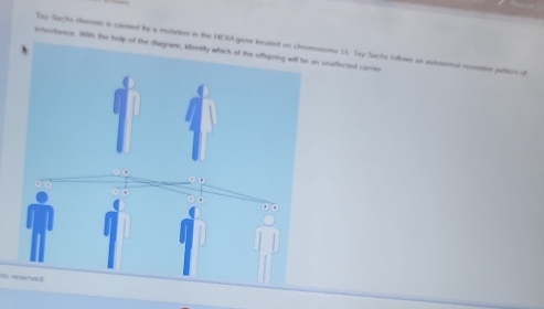 inturtunce. With the help of the disgnam, idertifly which of the oftepring will be an unaffected carrier Tey-Sachs deeese in caused by a mutation in the HEXA gene located on chromosome 15 Tay-Sachs lotlown an autosomal rcessive pation of 
The renun twad