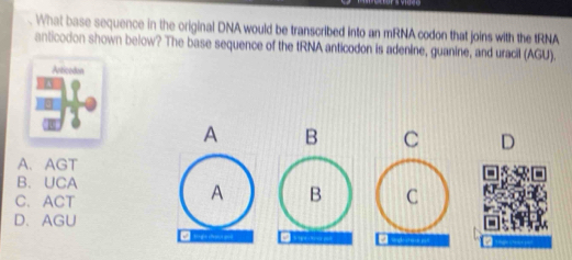 What base sequence in the original DNA would be transcribed into an mRNA codon that joins with the tRNA
anticodon shown below? The base sequence of the tRNA anticodon is adenine, guanine, and uracil (AGU).
Articoden
A B C D
A、 AGT
B. UCA
C. ACT
A B C
D、 AGU
,