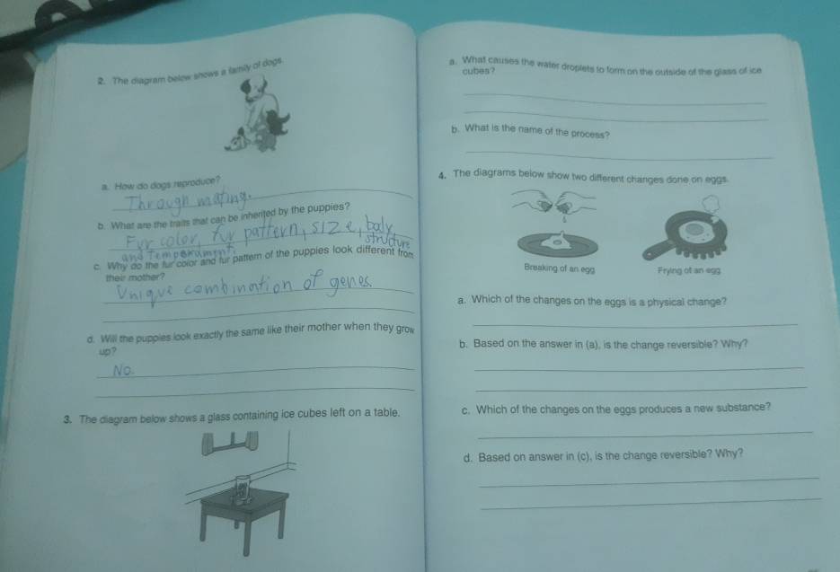 The diagram below snows a family of dogs 
a. What causes the water droplets to form on the outside of the glass of ice 
cubes? 
_ 
_ 
b. What is the name of the process? 
_ 
_ 
a. How do dogs reproduce? 
4. The diagrams below show two different changes done on eggs 
_ 
b. What are the traits that can be inherited by the puppies? 
c. Why do the fur color and fur pattern of the puppies look different fro 
Breaking of an egg 
_ 
their mother? Frying of an egg 
_ 
a. Which of the changes on the eggs is a physical change? 
d. Will the pupples look exactly the same like their mother when they grow 
_ 
b. Based on the answer in (a), is the change reversible? Why? 
up ? 
_ 
_ 
__ 
_ 
3. The diagram below shows a glass containing ice cubes left on a table. c. Which of the changes on the eggs produces a new substance? 
d. Based on answer in (c), is the change reversible? Why? 
_ 
_