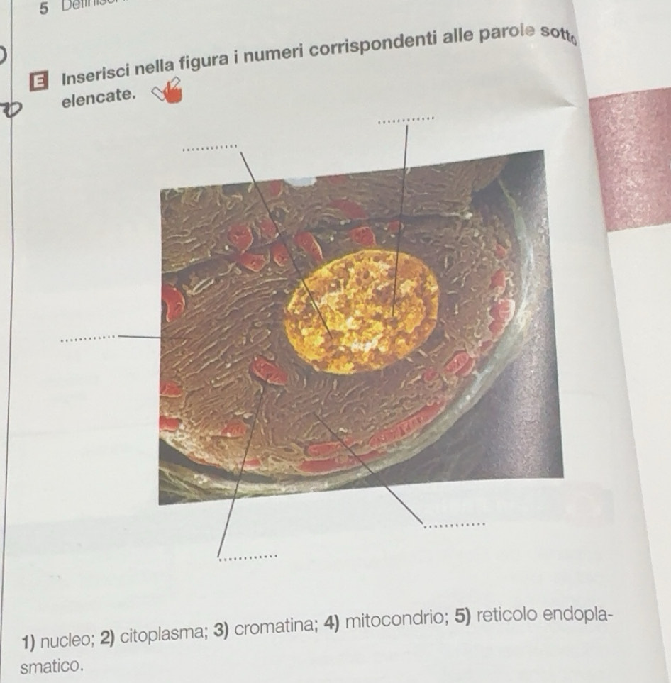 Risolto:Det Inserisci nella figura i numeri corrispondenti alle parole ...