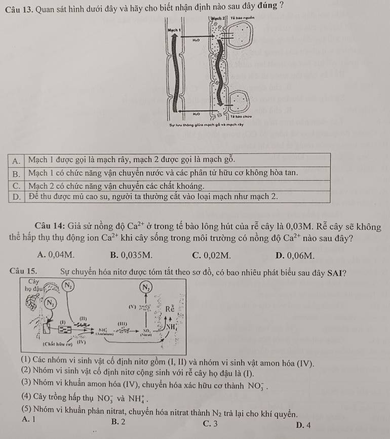 Quan sát hình dưới đây và hãy cho biết nhận định nào sau đây đúng ?
A. Mạch 1 được gọi là mạch rây, mạch 2 được gọi là mạch gỗ.
B. Mạch 1 có chức năng vận chuyển nước và các phân tử hữu cơ không hòa tan.
C.  Mạch 2 có chức năng vận chuyển các chất khoáng.
D.  Để thu được mủ cao su, người ta thường cắt vào loại mạch như mạch 2.
Câu 14: Giả sử nồng độ Ca^(2+) ở trong tế bào lông hút của rễ cây là 0,03M. Rễ cây sẽ không
thể hấp thụ thụ động ion Ca^(2+) khi cây sổng trong môi trường có nồng độ Ca^(2+) nào sau đây?
A. 0,04M. B. 0,035M. C. 0,02M. D. 0,06M.
Câu 15. Sự chuyển hóa nitơ được tóm tắt theo sơ đồ, có bao nhiêu phát biểu sau đây SAI?
(1) Các nhóm vi sinh vật cố định nitơ gồm (I,II) và nhóm vi sinh vật amon hóa (IV).
(2) Nhóm vi sinh vật cố định nitơ cộng sinh với rễ cây họ đậu là (I).
(3) Nhóm vi khuẩn amon hóa (IV), chuyển hóa xác hữu cơ thành NO_3^(-.
(4) Cây trồng hấp thụ NO_3^- và NH_4^+.
(5) Nhóm vi khuẩn phản nitrat, chuyển hóa nitrat thành N_2) trả lại cho khí quyền.
A. 1 B. 2 C. 3 D. 4