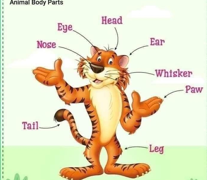 Animal Body Parts 
w