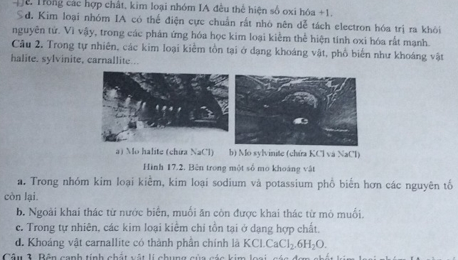 ể Trong các hợp chất, kim loại nhóm IA đều thể hiện số oxi hóa +1.
d. Kim loại nhóm IA có thế điện cực chuẩn rất nhỏ nên dễ tách electron hóa trị ra khỏi
nguyên tử. Vì vậy, trong các phán ứng hóa học kim loại kiểm thể hiện tính oxi hóa rất mạnh.
Câu 2. Trong tự nhiên, các kim loại kiểm tồn tại ở dạng khoáng vật, phố biến như khoáng vật
halite. sylvinite, carnallite...
a) Mo halite (chứa NaCl) b) Mo sylvinite (chứa KCl và NaCl)
Hình 17.2. Bên trong một số mô khoáng vật
a. Trong nhóm kim loại kiểm, kim loại sodium và potassium phổ biến hơn các nguyên tố
còn lại.
b. Ngoài khai thác từ nước biển, muối ăn còn được khai thác từ mỏ muối,
c. Trong tự nhiên, các kim loại kiểm chi tồn tại ở dạng hợp chất.
d. Khoáng vật carnallite có thành phần chính là KCl. CaCl_2.6H_2O. 
Câu 3. Bên canh tính chất vật lí chung của các kim loại, c ác