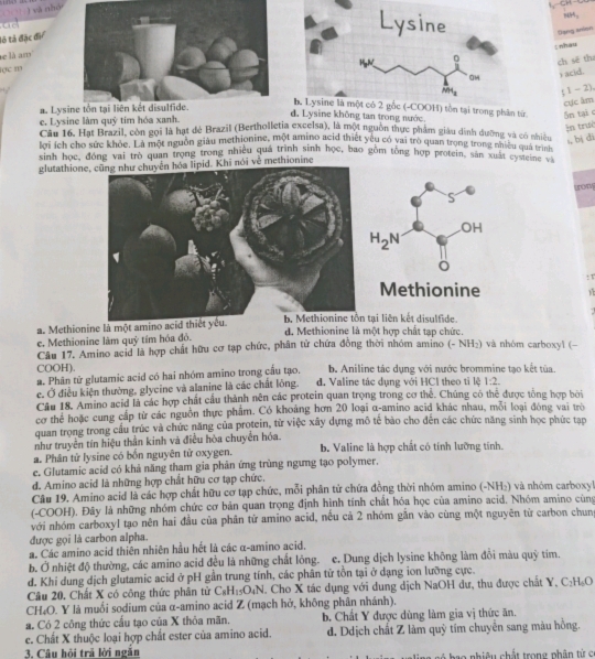 ) và nhói
CH -
?455 
  
lỏ tả đặc đi
Slang anion
E nhau
e là am
ch sẽ tha
ạc m
 
) acid.
; 1 - 2),
cực âm
a. Lysi
h. Lysine là một có 2 gốc (-COOH) tồn tại trong phân từ Sn tại
e. Lysine làm quỹ tim hóa xanh.
d. Lysine không tan trong nước.
n trưè
Câu 16. Hạt Brazil, còn gọi là hạt đé Brazil (Bertholletia excelsa), là một nguồn thực phẩm giáu dinh dưỡng và có nhiều , bị dì
lợi ích cho sức khỏc. Là một nguồn giàu methionine, một amino acid thiết yêu có vai trò quan trọng trong nhiều qu nhiêu
sinh học, đóng vai trò quan trọng trong nhiều quá trình sinh học, bao gồm tổng hợp protein, sản xuất cy sai trình
glutathione, cũng như chuyên hóa lipid. Khi nói về methionine
tnons
: τ
Methionine 1
a. Methionine là một amino acid thiết ytại liên kết disulfide.
e. Methionine làm quỷ tím hóa đỏ. d. Methionine là một hợp chất tạp chức.
Câu 17. Amino acid là hợp chất hữu cơ tạp chức, phân tử chứa đồng thời nhóm amino (- NH₂) và nhóm carboxyl (-
COOH).
a. Phân từ glutamic acid có hai nhóm amino trong cấu tạo. b. Aniline tác dụng với nước brommine tạo kết tùa.
c. Ở điều kiện thường, glycine và alanine là các chất lông. d. Valine tác dụng với HCl theo tỉ lệ 1:2.
Cầu 18. Amino acid là các hợp chất cầu thành nên các protein quan trọng trong cơ thể. Chúng có thẻ được tổng hợp bởi
cơ thể hoặc cung cấp từ các nguồn thực phẩm. Có khoảng hơn 20 loại α-amino acid khác nhau, mỗi loại đóng vai trò
quan trong trong cầu trúc và chức năng của protein, từ việc xây dựng mô tế bào cho đến các chức năng sinh học phức tạp
như truyền tín hiệu thần kinh và điều hòa chuyển hóa.
a. Phân tử lysine có bốn nguyên tử oxygen. b. Valine là hợp chất có tính lưỡng tính.
c. Glutamic acid có khả năng tham gia phản ứng trùng ngưng tạo polymer.
d. Amino acid là những hợp chất hữu cơ tạp chức.
Câu 19. Amino acid là các hợp chất hữu cơ tạp chức, mỗi phân tử chứa đồng thời nhóm amino (-NH₂) và nhóm carboxyl
(-COOH). Đây là những nhóm chức cơ bản quan trọng định hình tính chất hóa học của amino acid. Nhóm amino cùng
với nhóm carboxyl tạo nên hai đầu của phân từ amino acid, nếu cả 2 nhóm gắn vào cùng một nguyên từ carbon chun
được gọi là carbon alpha.
a. Các amino acid thiên nhiên hầu hết là các α-amino acid.
b. Ở nhiệt độ thường, các amino acid đều là những chất lông. c. Dung dịch lysine không làm đổi màu quỹ tím.
d. Khi dung dịch glutamic acid ở pH gần trung tính, các phần tử tồn tại ở dạng ion lưỡng cực.
Câu 20. Chất X có công thức phân tử C_8H_15O_4N. Cho X tác dụng với dung dịch NaOH dư, thu được chất Y, C₂H₆O
CH₄O. Y là muối sodium của α-amino acid Z (mạch hở, không phân nhánh).
a. Có 2 công thức cầu tạo của X thỏa mãn. b. Chất Y được dùng làm gia vị thức ăn.
e. Chất X thuộc loại hợp chất ester của amino acid. d. Ddịch chất Z làm quỹ tím chuyển sang màu hồng.
3. Câu hội trã lời ngắn a rá bro nhiệu chất trong phân từ c