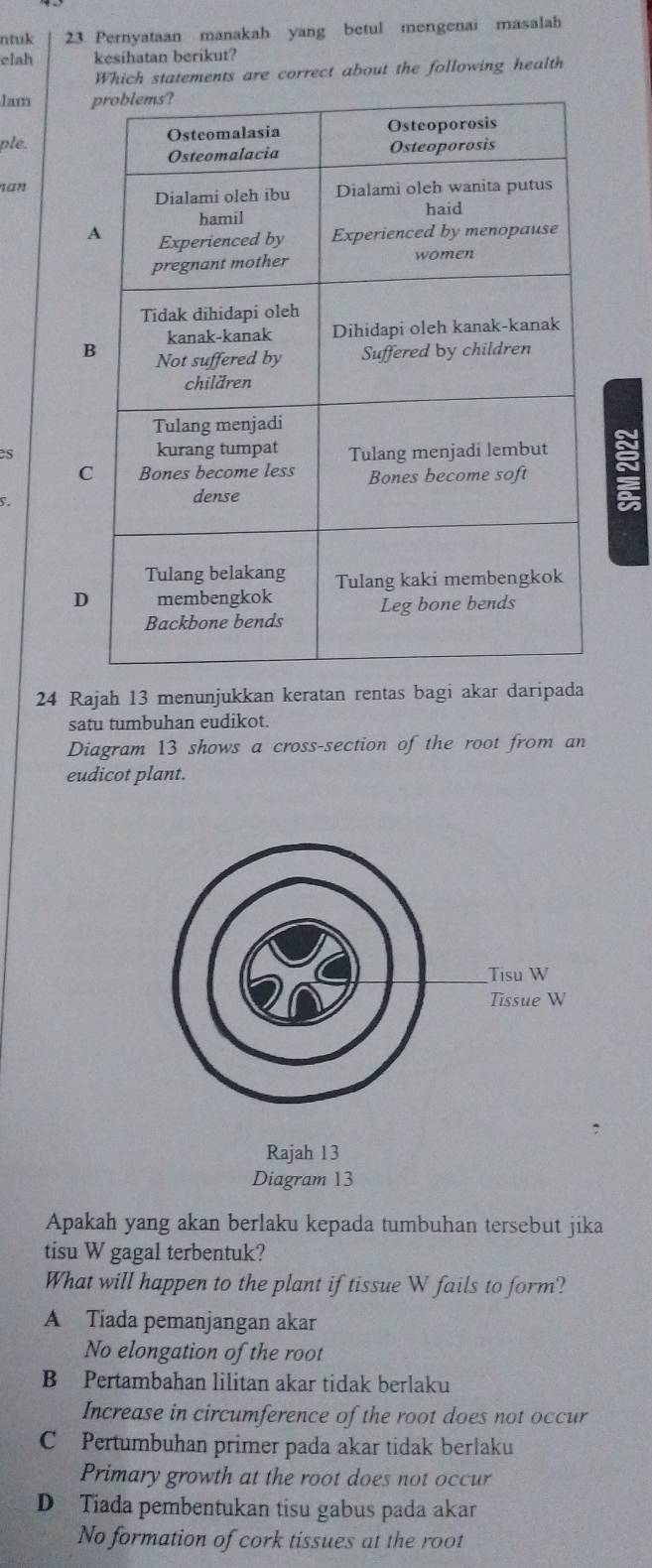 ntuk 23 Pernyataan manakah yang betul mengenai masalah
clah kesihatan berikut?
Which statements are correct about the following health
Iam 
ple.
nan
B
C
D
24 Rajah 13 menunjukkan keratan rentas bagi akar daripada
satu tumbuhan eudikot.
Diagram 13 shows a cross-section of the root from an
eudicot plant.
Rajah 13
Diagram 13
Apakah yang akan berlaku kepada tumbuhan tersebut jika
tisu W gagal terbentuk?
What will happen to the plant if tissue W fails to form?
A Tiada pemanjangan akar
No elongation of the root
B Pertambahan lilitan akar tidak berlaku
Increase in circumference of the root does not occur
C Pertumbuhan primer pada akar tidak berlaku
Primary growth at the root does not occur
D Tiada pembentukan tisu gabus pada akar
No formation of cork tissues at the root